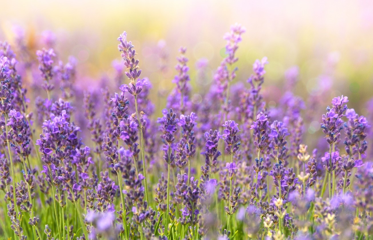 About Lavender oil in Dead Sea Collection products - Dead Sea Collection